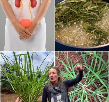 🌿 Unveil the Power of Goosegrass: Nature’s Hidden Health Gem 🌿 Unveil the Power of Goosegrass: Nature’s Hidden Health Gem