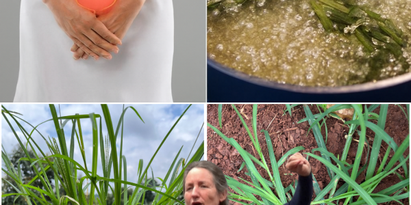 🌿 Unveil the Power of Goosegrass: Nature’s Hidden Health Gem