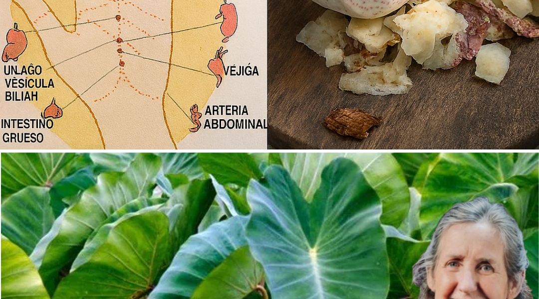 🌿 Taro Root: The Ancient Superfood Your Body and Soul Will Love 🌿 Taro Root: The Ancient Superfood Your Body and Soul Will Love