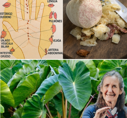 🌿 Taro Root: The Ancient Superfood Your Body and Soul Will Love 🌿 Taro Root: The Ancient Superfood Your Body and Soul Will Love