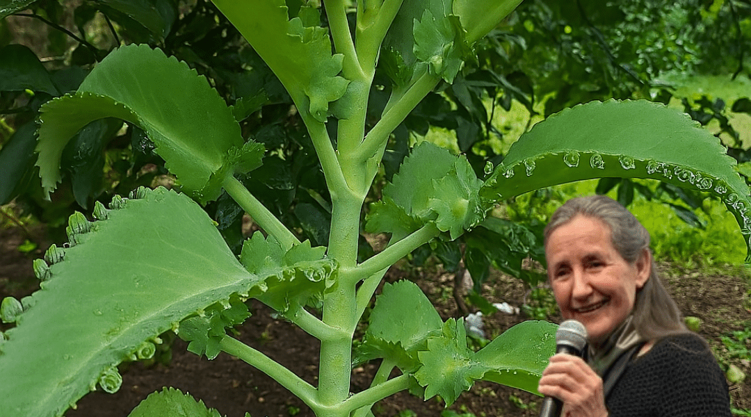 šæ Discover Kalanchoe: The Tiny Succulent with Mighty Healing Powers šæ Discover Kalanchoe: The Tiny Succulent with Mighty Healing Powers