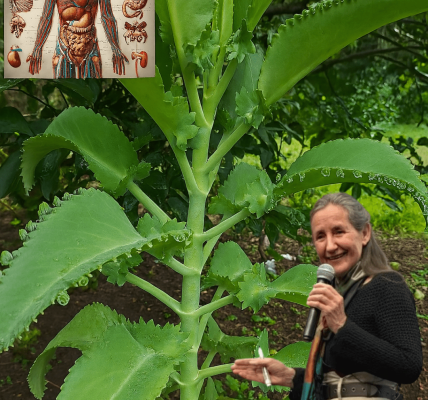 🌿 Discover Kalanchoe: The Tiny Succulent with Mighty Healing Powers 🌿 Discover Kalanchoe: The Tiny Succulent with Mighty Healing Powers