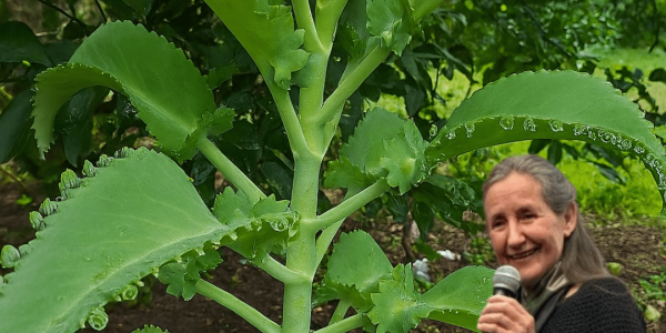 🌿 Discover Kalanchoe: The Tiny Succulent with Mighty Healing Powers 🌿 Discover Kalanchoe: The Tiny Succulent with Mighty Healing Powers