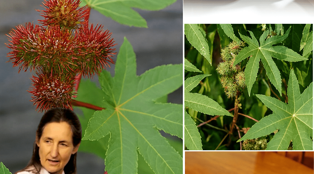 🌿 Unlock the Healing Magic of the Castor Plant: Nature’s Timeless Remedy for Vitality 🌿 Unlock the Healing Magic of the Castor Plant: Nature’s Timeless Remedy for Vitality