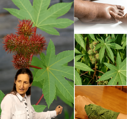 🌿 Unlock the Healing Magic of the Castor Plant: Nature’s Timeless Remedy for Vitality