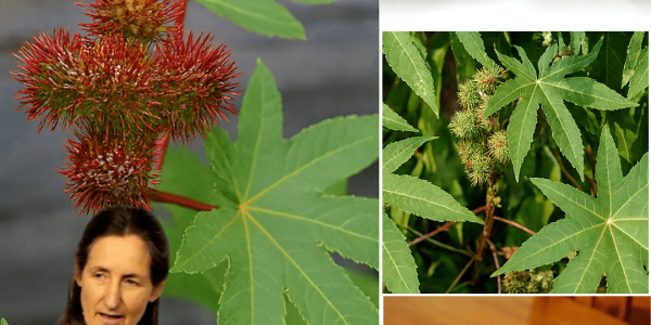 🌿 Unlock the Healing Magic of the Castor Plant: Nature’s Timeless Remedy for Vitality 🌿 Unlock the Healing Magic of the Castor Plant: Nature’s Timeless Remedy for Vitality