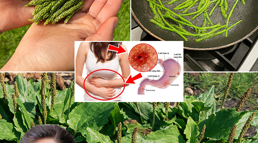 🌿 7 Remarkable Benefits of Plantago Major: Nature’s Healing Powerhouse for Those Over 50 🌿 7 Remarkable Benefits of Plantago Major: Nature’s Healing Powerhouse for Those Over 50