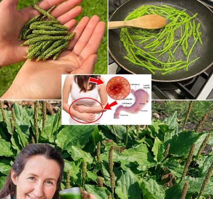 🌿 7 Remarkable Benefits of Plantago Major: Nature’s Healing Powerhouse for Those Over 50 🌿 7 Remarkable Benefits of Plantago Major: Nature’s Healing Powerhouse for Those Over 50