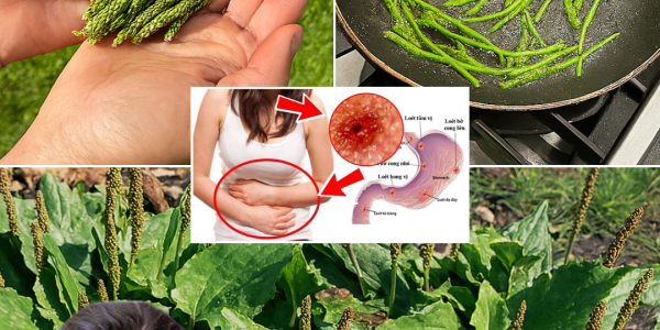 🌿 7 Remarkable Benefits of Plantago Major: Nature’s Healing Powerhouse for Those Over 50