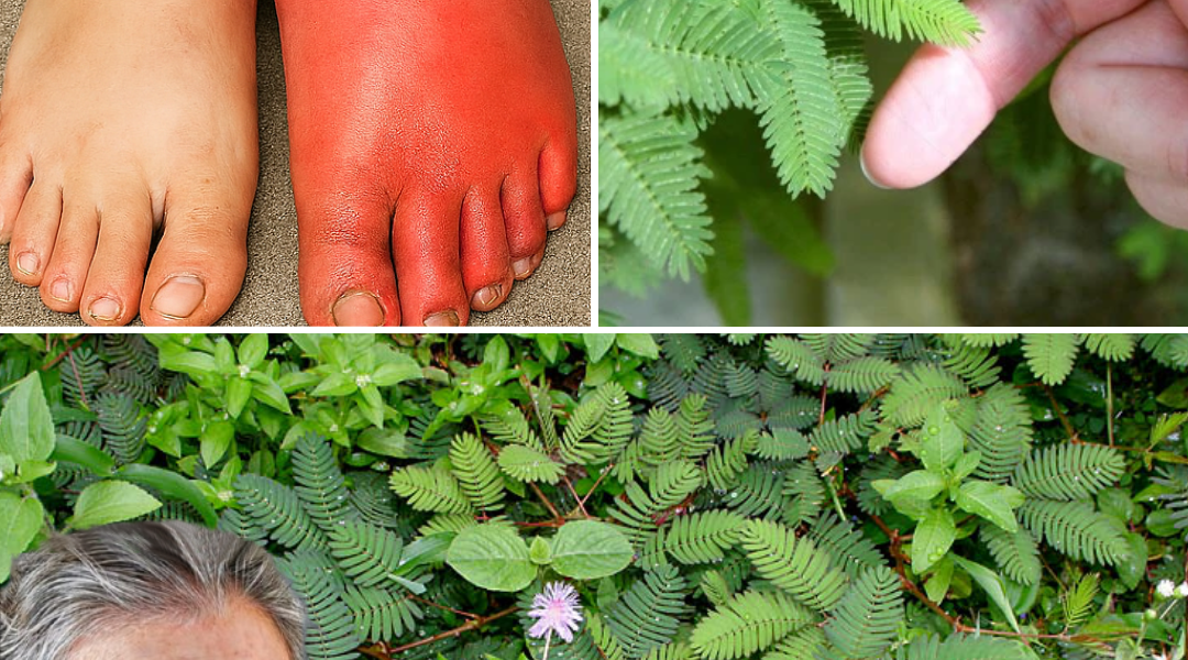 Don’t Toss This Garden Gem: The Shy Plant Packed with Health-Changing Power Don’t Toss This Garden Gem: The Shy Plant Packed with Health-Changing Power