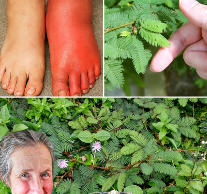 Don’t Toss This Garden Gem: The Shy Plant Packed with Health-Changing Power Don’t Toss This Garden Gem: The Shy Plant Packed with Health-Changing Power