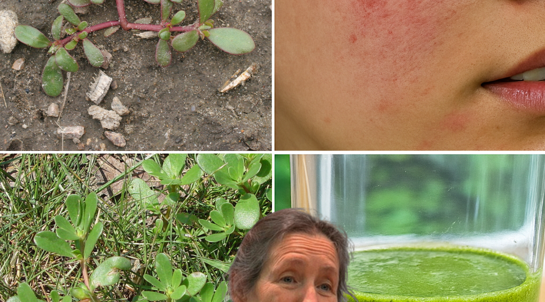 🌿 Discover Purslane: The Backyard Superfood That Outshines Meat! 🌿 Discover Purslane: The Backyard Superfood That Outshines Meat!
