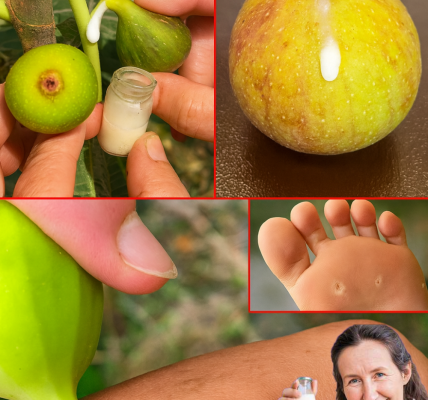 The Astonishing Power of Fig Sap: Nature’s Hidden Elixir for Health and Healing 🌿 The Astonishing Power of Fig Sap: Nature’s Hidden Elixir for Health and Healing 🌿