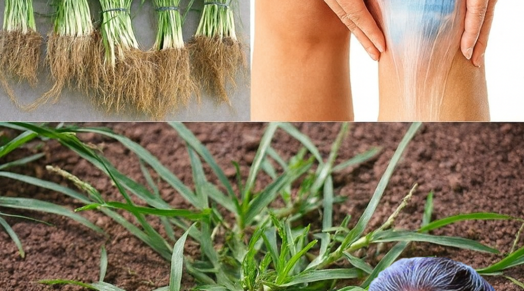 🌿 The Hidden Power of Goosegrass: 30 Astonishing Benefits and Simple Homemade Remedies 🌿 The Hidden Power of Goosegrass: 30 Astonishing Benefits and Simple Homemade Remedies