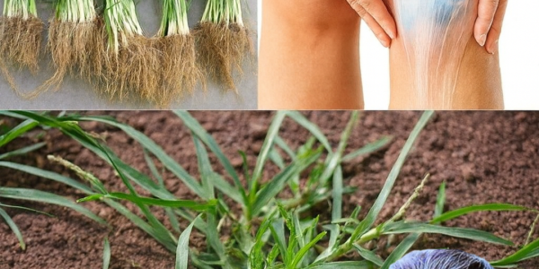 🌿 The Hidden Power of Goosegrass: 30 Astonishing Benefits and Simple Homemade Remedies