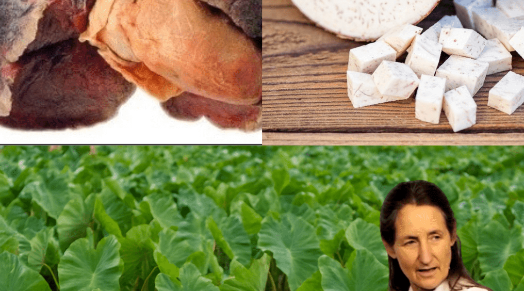 đ± Taro Unraveled: The Hidden Power of This Ancient Root đ± Taro Unraveled: The Hidden Power of This Ancient Root