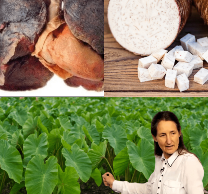 🌱 Taro Unraveled: The Hidden Power of This Ancient Root 🌱 Taro Unraveled: The Hidden Power of This Ancient Root