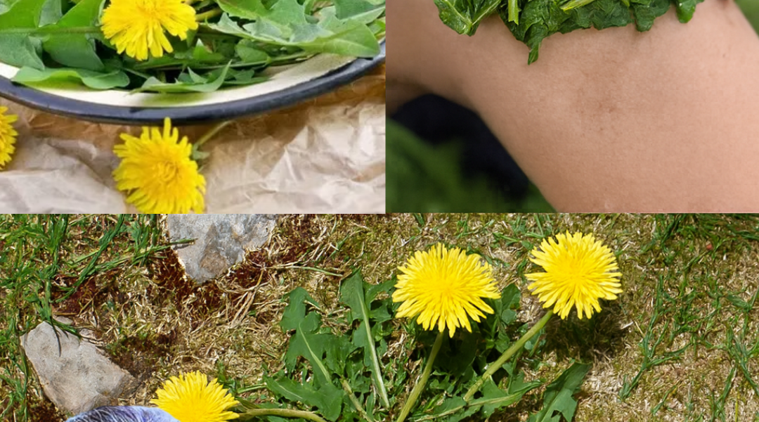 🌿 Unlock the Hidden Power of Dandelions: Nature’s Superfood Secret!