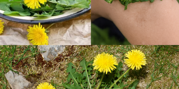 🌿 Unlock the Hidden Power of Dandelions: Nature’s Superfood Secret!