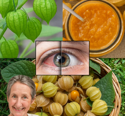 👁️🗨️ Uvilla: The Tiny Superfruit That Could Transform Your Vision! 🍊✨ 👁️🗨️ Uvilla: The Tiny Superfruit That Could Transform Your Vision! 🍊✨