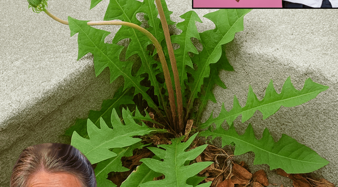 š¼ Dandelion Delights: Unleashing the Nutritional Powerhouse in Your Backyard! š¼ Dandelion Delights: Unleashing the Nutritional Powerhouse in Your Backyard!