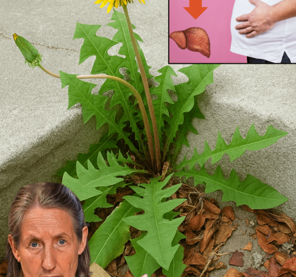 🌼 Dandelion Delights: Unleashing the Nutritional Powerhouse in Your Backyard!