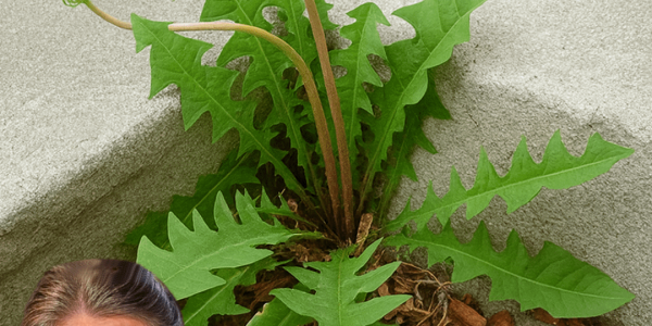 🌼 Dandelion Delights: Unleashing the Nutritional Powerhouse in Your Backyard!