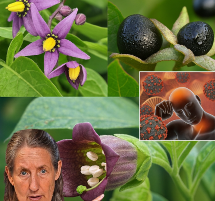 The Lethal Allure of Deadly Nightshade: Beauty That Kills