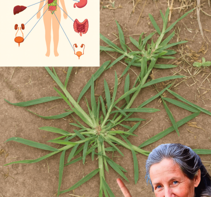 🌿 Discover the Secret Superhero in Your Backyard: Goose Grass Unveiled! 🌿 Discover the Secret Superhero in Your Backyard: Goose Grass Unveiled!