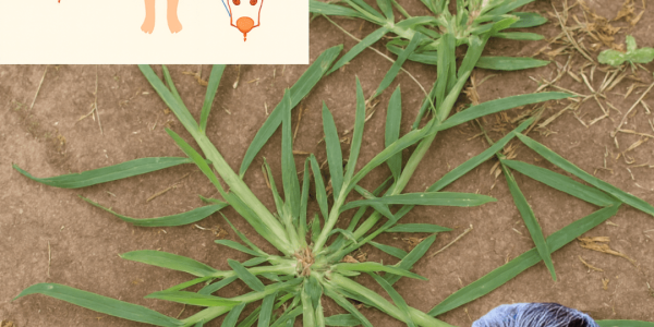 🌿 Discover the Secret Superhero in Your Backyard: Goose Grass Unveiled!