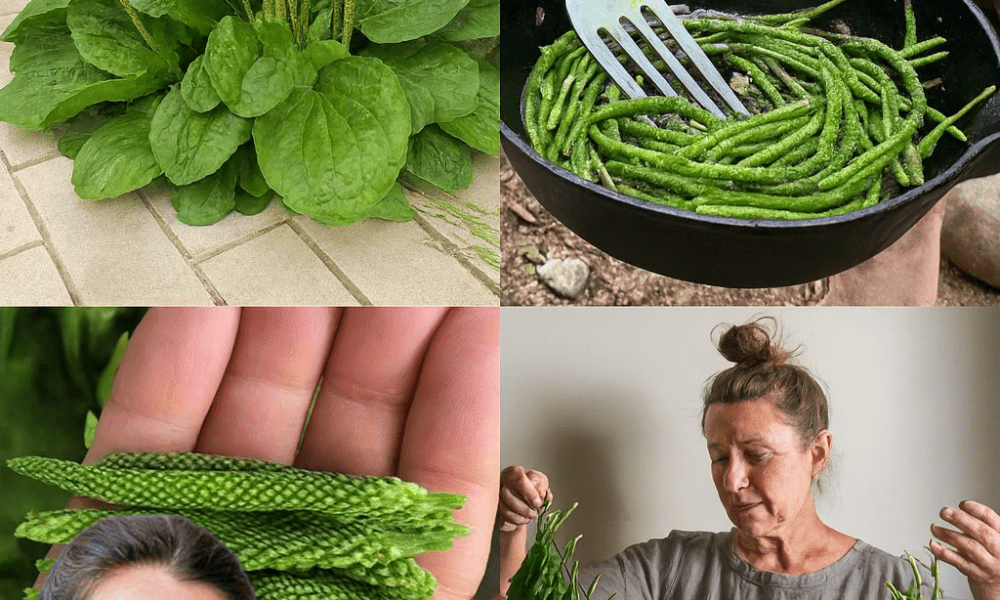 šæ Unlock the Power of Broadleaf Plantain: 30 Astonishing Benefits of Natureās Healing Wonder šæ Unlock the Power of Broadleaf Plantain: 30 Astonishing Benefits of Natureās Healing Wonder