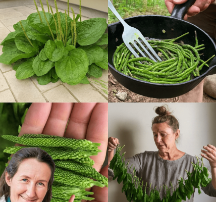 🌿 Unlock the Power of Broadleaf Plantain: 30 Astonishing Benefits of Nature’s Healing Wonder 🌿 Unlock the Power of Broadleaf Plantain: 30 Astonishing Benefits of Nature’s Healing Wonder