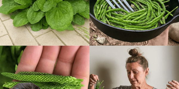 🌿 Unlock the Power of Broadleaf Plantain: 30 Astonishing Benefits of Nature’s Healing Wonder 🌿 Unlock the Power of Broadleaf Plantain: 30 Astonishing Benefits of Nature’s Healing Wonder