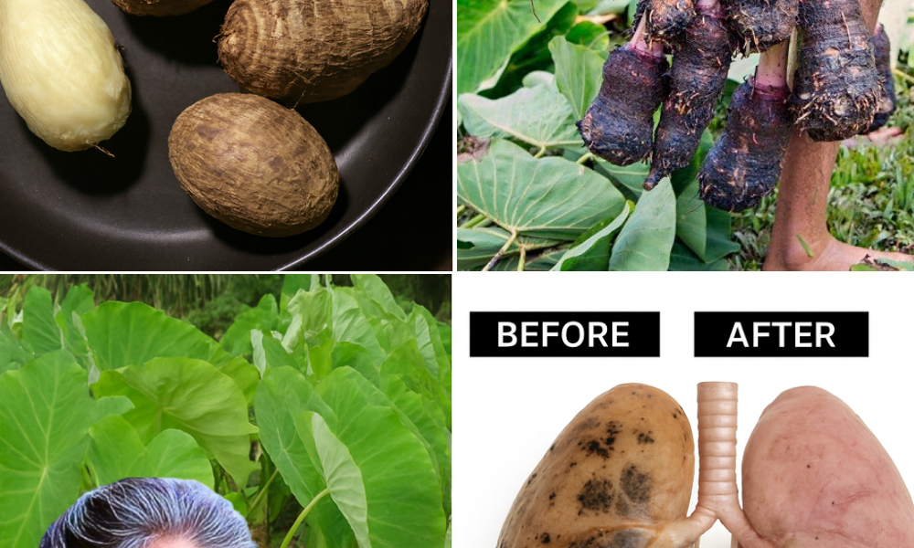 🌱 Taro: The Tropical Superfood That Transforms Your Health and Kitchen 🌱 Taro: The Tropical Superfood That Transforms Your Health and Kitchen