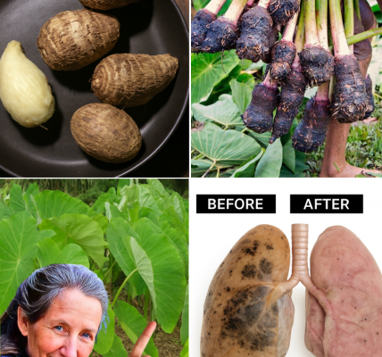 🌱 Taro: The Tropical Superfood That Transforms Your Health and Kitchen 🌱 Taro: The Tropical Superfood That Transforms Your Health and Kitchen