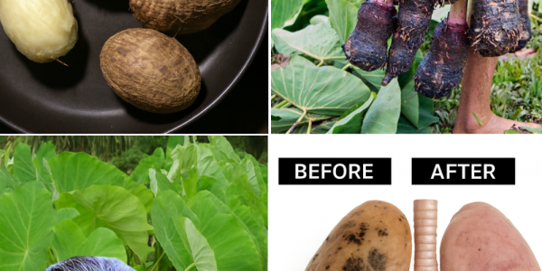 🌱 Taro: The Tropical Superfood That Transforms Your Health and Kitchen