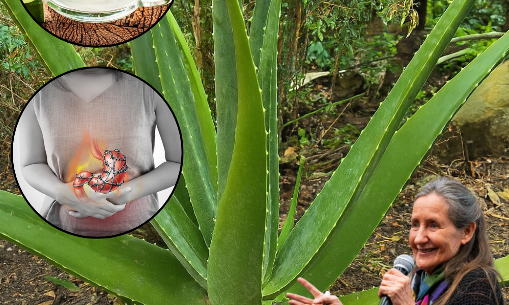 🌿 Aloe Vera: The Miracle Plant That Replaces Your Entire Medicine Cabinet 🌿 Aloe Vera: The Miracle Plant That Replaces Your Entire Medicine Cabinet