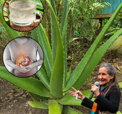 🌿 Aloe Vera: The Miracle Plant That Replaces Your Entire Medicine Cabinet 🌿 Aloe Vera: The Miracle Plant That Replaces Your Entire Medicine Cabinet