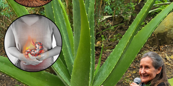 🌿 Aloe Vera: The Miracle Plant That Replaces Your Entire Medicine Cabinet
