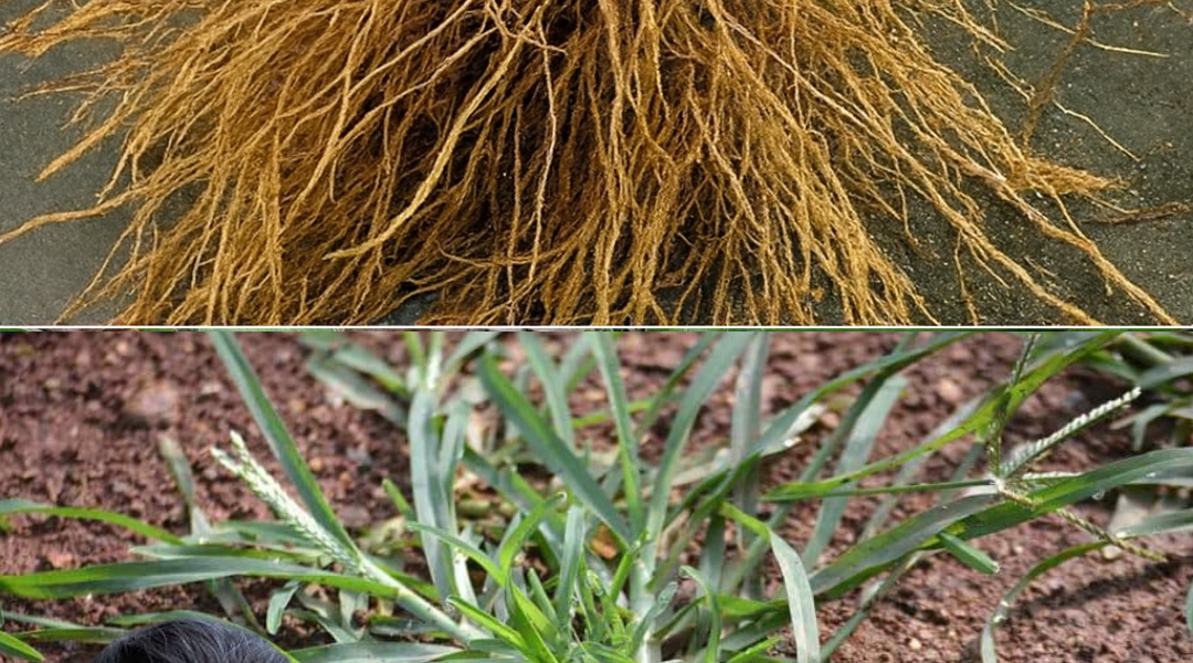šæ Goose Grass: The Secret Superplant Hiding in Your Backyard šæ Goose Grass: The Secret Superplant Hiding in Your Backyard