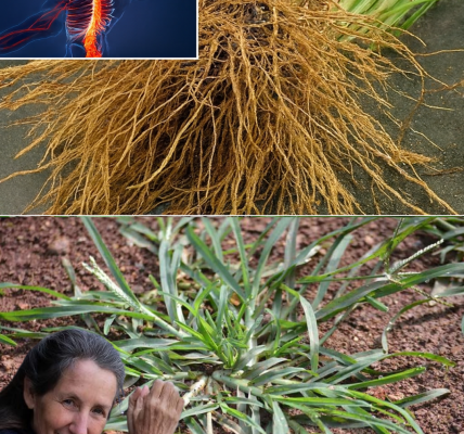 🌿 Goose Grass: The Secret Superplant Hiding in Your Backyard