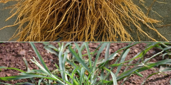 🌿 Goose Grass: The Secret Superplant Hiding in Your Backyard