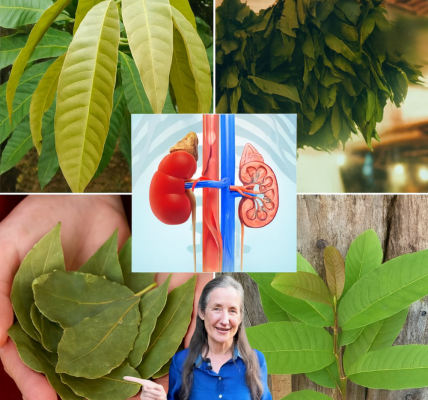 🌿 Nature’s Secret Weapons: Four Leaves That Fight Diabetes, Cancer, and More Without Pills 🌿 Nature’s Secret Weapons: Four Leaves That Fight Diabetes, Cancer, and More Without Pills