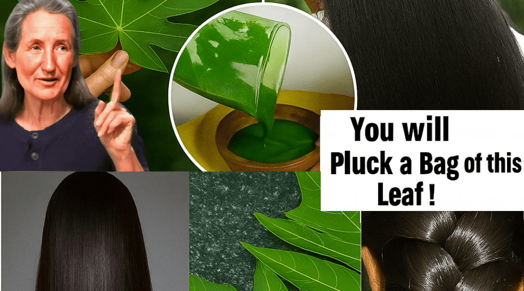 🌿 Unlock the Secret to Reversing Gray Hair Naturally with Papaya Leaves! 🌿 Unlock the Secret to Reversing Gray Hair Naturally with Papaya Leaves!