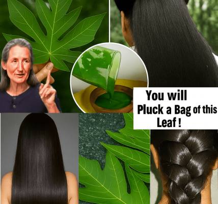 🌿 Unlock the Secret to Reversing Gray Hair Naturally with Papaya Leaves! 🌿 Unlock the Secret to Reversing Gray Hair Naturally with Papaya Leaves!