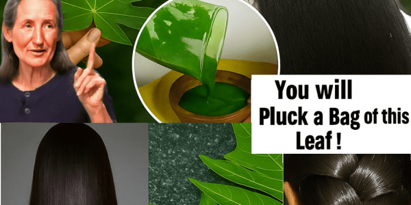 🌿 Unlock the Secret to Reversing Gray Hair Naturally with Papaya Leaves! 🌿 Unlock the Secret to Reversing Gray Hair Naturally with Papaya Leaves!