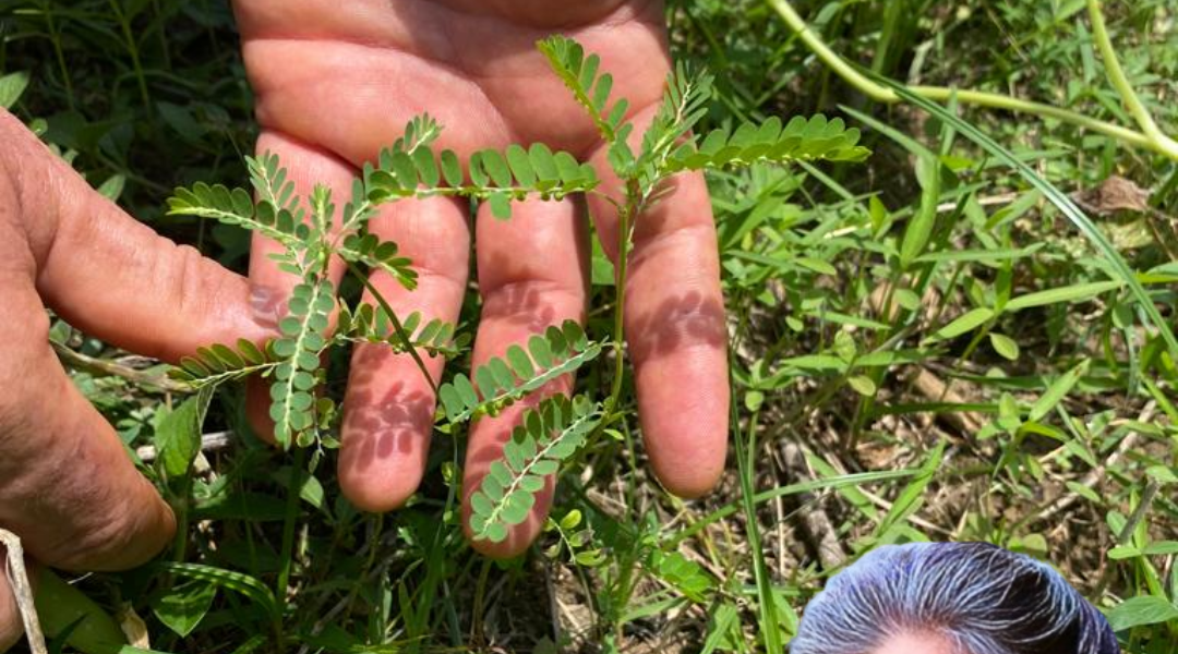 Unveiling the Stone Breaker Plant: Nature’s Secret Weapon Against Kidney Stones