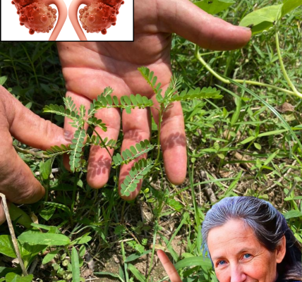 Unveiling the Stone Breaker Plant: Nature’s Secret Weapon Against Kidney Stones Unveiling the Stone Breaker Plant: Nature’s Secret Weapon Against Kidney Stones