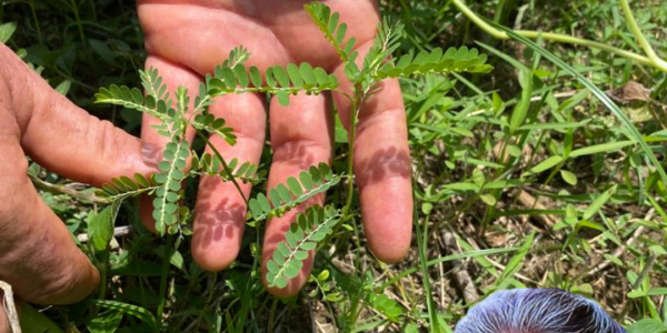 Unveiling the Stone Breaker Plant: Nature’s Secret Weapon Against Kidney Stones