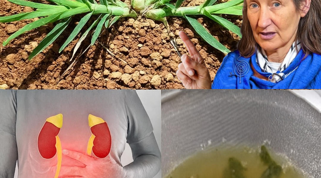 Goosegrass Unveiled: The Secret Power of Eleusine Indica for Kidney Health Goosegrass Unveiled: The Secret Power of Eleusine Indica for Kidney Health